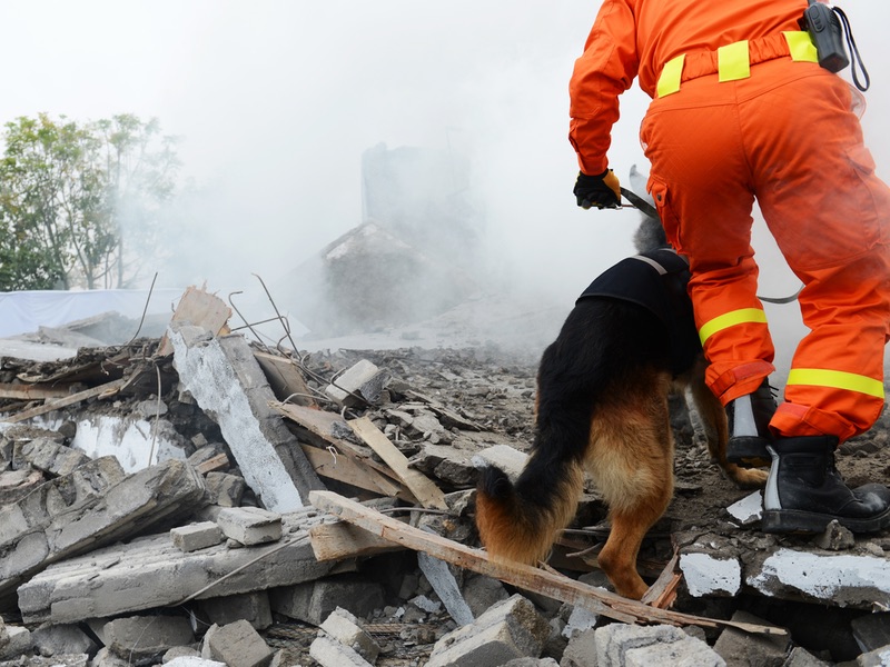 Sniffer Dogs For Fire Arson Investigation